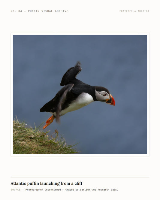 FIELD NOTE 001 - Atlantic Puffin